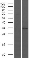 BARX1 Protein - Western validation with an anti-DDK antibody * L: Control HEK293 lysate R: Over-expression lysate