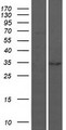 BARX1 Protein - Western validation with an anti-DDK antibody * L: Control HEK293 lysate R: Over-expression lysate