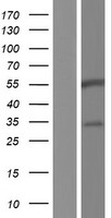 BARX2 Protein - Western validation with an anti-DDK antibody * L: Control HEK293 lysate R: Over-expression lysate