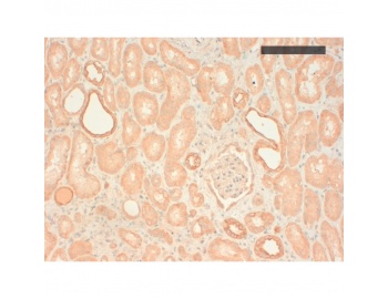 Basic Cytokeratin AE3 Antibody - Human kidney (paraffin embedded) stained with Mouse Anti-Cytokeratin antibody [CK 211 (AE3)]