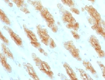 Basic Cytokeratin Antibody - IHC testing of FFPE rat stomach with Basic Cytokeratin antibody (clone BCCK1-1).  This image was taken for the unmodified form of this product. Other forms have not been tested.