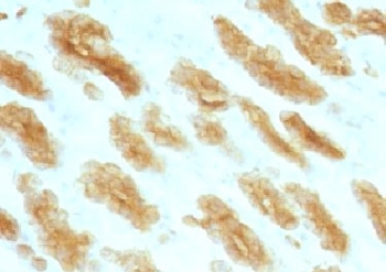 Basic Cytokeratin Antibody - Formalin paraffin rat stomach stained with Basic Cytokeratin antibody (KRTH/1076).  This image was taken for the unmodified form of this product. Other forms have not been tested.