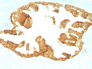 Basic Cytokeratin Antibody - Formalin paraffin rat oviduct with Basic Cytokeratin antibody (KRTH/1076).  This image was taken for the unmodified form of this product. Other forms have not been tested.
