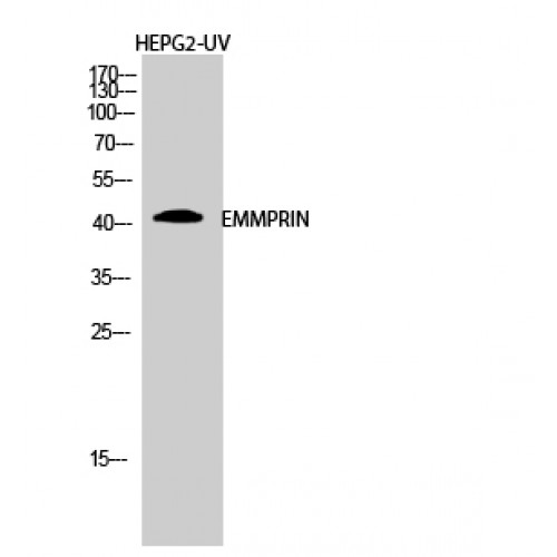 Basigin / Emmprin / CD147 Antibody - Western blot of EMMPRIN antibody