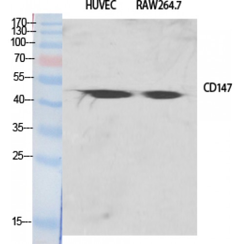 Basigin / Emmprin / CD147 Antibody - Western blot of EMMPRIN antibody