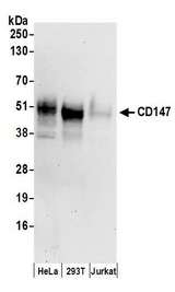 Basigin / Emmprin / CD147 Antibody - Detection of human CD147 by western blot. Samples: Whole cell lysate (50 µg) from HeLa, HEK293T, and Jurkat cells prepared using NETN lysis buffer. Antibodies: Affinity purified rabbit anti-CD147 antibody used for WB at 0.1 µg/ml. Detection: Chemiluminescence with an exposure time of 30 seconds.