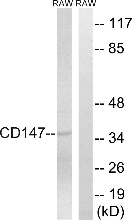 Basigin / Emmprin / CD147 Antibody - Western blot analysis of lysates from RAW264.7 cells, using CD147 Antibody. The lane on the right is blocked with the synthesized peptide.