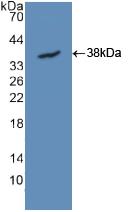 Basigin / Emmprin / CD147 Antibody - Western Blot; Sample: Recombinant EMMPRIN, Rat.