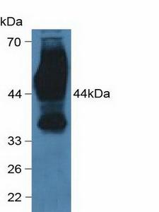 Basigin / Emmprin / CD147 Antibody - Western Blot; Sample: Human Hela Cells.