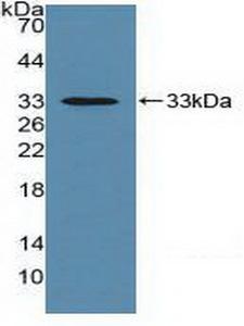 Basigin / Emmprin / CD147 Antibody - Western Blot; Sample: Recombinant EMMPRIN, Mouse.