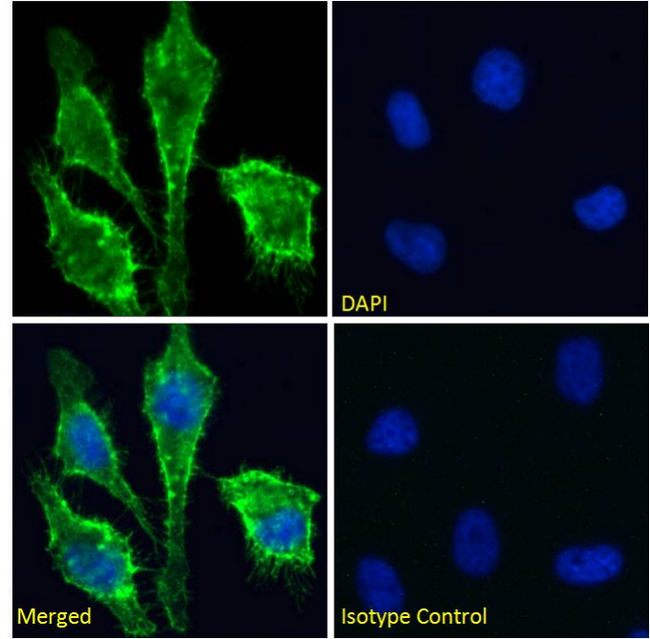 Basigin / Emmprin / CD147 Antibody - IF staining of HeLa cells.