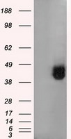 Basigin / Emmprin / CD147 Antibody - HEK293T cells were transfected with the pCMV6-ENTRY control (Left lane) or pCMV6-ENTRY BSG (Right lane) cDNA for 48 hrs and lysed. Equivalent amounts of cell lysates (5 ug per lane) were separated by SDS-PAGE and immunoblotted with anti-BSG.