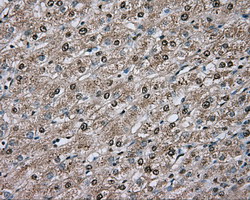 Basigin / Emmprin / CD147 Antibody - IHC of paraffin-embedded Human liver tissue using anti-BSG mouse monoclonal antibody.