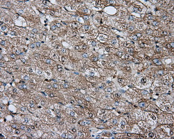 Basigin / Emmprin / CD147 Antibody - IHC of paraffin-embedded liver tissue using anti-BSG mouse monoclonal antibody. (Dilution 1:50).