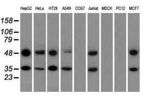 Basigin / Emmprin / CD147 Antibody - Western blot of extracts (35 ug) from 9 different cell lines by using anti-BSG monoclonal antibody.