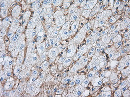 Basigin / Emmprin / CD147 Antibody - IHC of paraffin-embedded Human liver tissue using anti-BSG mouse monoclonal antibody. (Dilution 1:50).