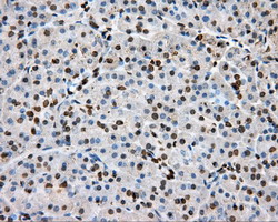 Basigin / Emmprin / CD147 Antibody - IHC of paraffin-embedded Human pancreas tissue using anti-BSG mouse monoclonal antibody.