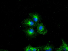 Basigin / Emmprin / CD147 Antibody - Anti-BSG mouse monoclonal antibody  immunofluorescent staining of COS7 cells transiently transfected by pCMV6-ENTRY BSG.