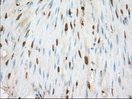 Basigin / Emmprin / CD147 Antibody - IHC of paraffin-embedded Human colon tissue using anti-BSG mouse monoclonal antibody.