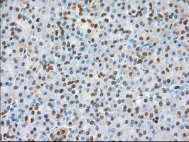 Basigin / Emmprin / CD147 Antibody - IHC of paraffin-embedded Human pancreas tissue using anti-BSG mouse monoclonal antibody.