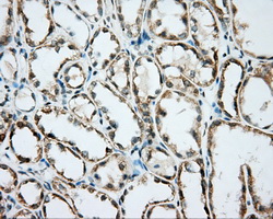 Basigin / Emmprin / CD147 Antibody - IHC of paraffin-embedded Kidney tissue using anti-BSG mouse monoclonal antibody. (Dilution 1:50).