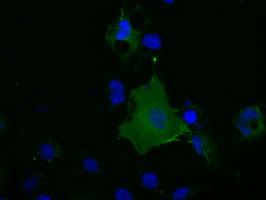 Basigin / Emmprin / CD147 Antibody - Anti-BSG mouse monoclonal antibody  immunofluorescent staining of COS7 cells transiently transfected by pCMV6-ENTRY BSG.