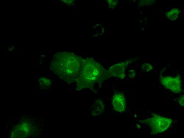 Basigin / Emmprin / CD147 Antibody - Anti-BSG mouse monoclonal antibody  immunofluorescent staining of COS7 cells transiently transfected by pCMV6-ENTRY BSG.