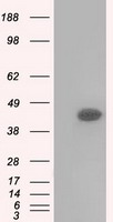 Basigin / Emmprin / CD147 Antibody - HEK293T cells were transfected with the pCMV6-ENTRY control (Left lane) or pCMV6-ENTRY BSG (Right lane) cDNA for 48 hrs and lysed. Equivalent amounts of cell lysates (5 ug per lane) were separated by SDS-PAGE and immunoblotted with anti-BSG.