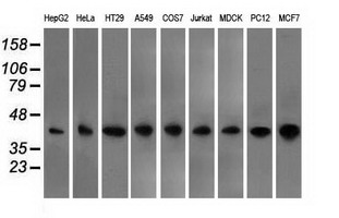 Basigin / Emmprin / CD147 Antibody - Western blot analysis of extracts (35ug) from 9 different cell lines by using anti-BSG monoclonal antibody.
