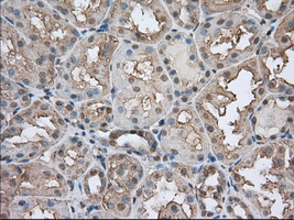 Basigin / Emmprin / CD147 Antibody - Immunohistochemical staining of paraffin-embedded Human Kidney tissue using anti-BSG mouse monoclonal antibody. (Dilution 1:50).