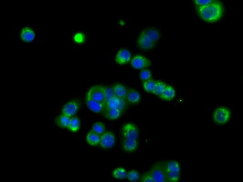 Basigin / Emmprin / CD147 Antibody - Immunofluorescent staining of HT29 cells using anti-BSG mouse monoclonal antibody.