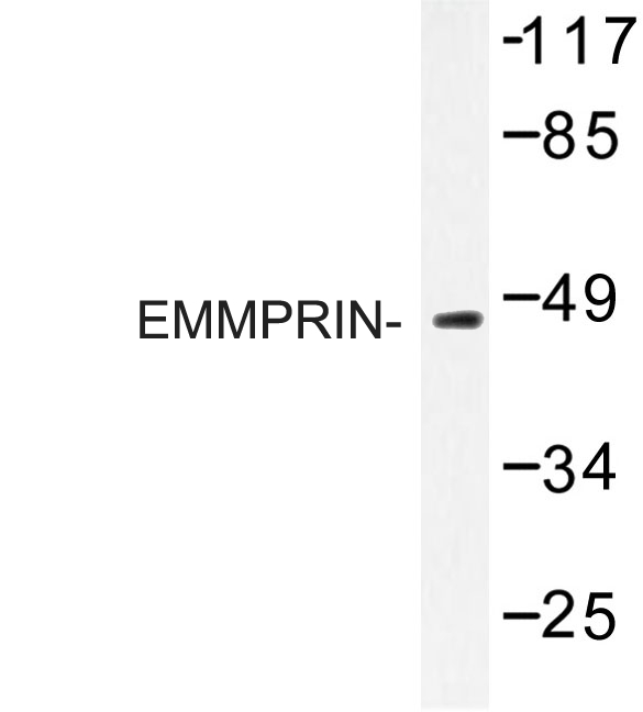 Basigin / Emmprin / CD147 Antibody - Western blot of EMMPRIN (Q370) pAb in extracts from HUVEC cells.