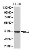 Basigin / Emmprin / CD147 Antibody - Western blot of extracts of HL-60 cell lines, using BSG antibody.