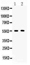 Basigin / Emmprin / CD147 Antibody - Western blot - Anti-CD147/Emmprin Picoband Antibody