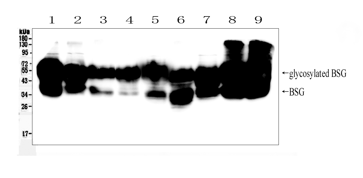 Basigin / Emmprin / CD147 Antibody - Western blot analysis of CD147/Emmprin using anti-CD147/Emmprin antibody. Electrophoresis was performed on a 5-20% SDS-PAGE gel at 70V (Stacking gel) / 90V (Resolving gel) for 2-3 hours. The sample well of each lane was loaded with 50ug of sample under reducing conditions. Lane 1: Human Hela whole cell lysates, Lane 2: Human Placenta whole cell lysates, Lane 3: Human Jurkat whole cell lysates, Lane 4: Human U20S whole cell lysates, Lane 5: Human K562 whole cell lysates, Lane 6: Human MCF-7 whole cell lysates, Lane 7: Human COLO-320 whole cell lysates, Lane 8: Human HepG2 whole cell lysates, Lane 9: Human PANC-1 whole cell lysates. After Electrophoresis, proteins were transferred to a Nitrocellulose membrane at 150mA for 50-90 minutes. Blocked the membrane with 5% Non-fat Milk/ TBS for 1.5 hour at RT. The membrane was incubated with rabbit anti-CD147/Emmprin antigen affinity purified polyclonal antibody at 0.5 µg/mL overnight at 4°C, then washed with TBS-0.1% Tween 3 times with 5 minutes each and probed with a goat anti-rabbit IgG-HRP secondary antibody at a dilution of 1:10000 for 1.5 hour at RT. The signal is developed using an Enhanced Chemiluminescent detection (ECL) kit with Tanon 5200 system. A specific band was detected for CD147/Emmprin at approximately 38KD and 55KD. The expected band size for CD147/Emmprin is at 42KD.