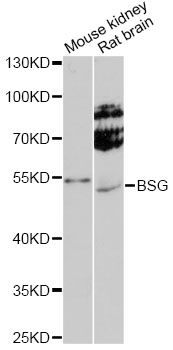 Basigin / Emmprin / CD147 Antibody - Western blot analysis of extracts of various cell lines, using BSG antibody at 1:1000 dilution. The secondary antibody used was an HRP Goat Anti-Rabbit IgG (H+L) at 1:10000 dilution. Lysates were loaded 25ug per lane and 3% nonfat dry milk in TBST was used for blocking. An ECL Kit was used for detection and the exposure time was 30s.