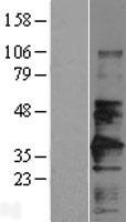 Basigin / Emmprin / CD147 Protein - Western validation with an anti-DDK antibody * L: Control HEK293 lysate R: Over-expression lysate