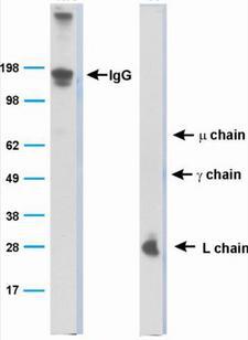 Bat Immunoglobulin Antibody - Western Blot: Bat Immunoglobulin Antibody (BT1-4F10) - Analysis of whole serum. Left side shows the non-reduced lane, mainly IgG because all the chains are attached to each other. The right side is the reduced lane, where the different chains are separated and the one directly bound by the mAb (Light chain) is visualized.