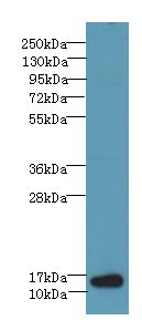 BATF Antibody - Western blot. All lanes: BATF antibody at 6 ug/ml+ NIH/3T3 whole cell lysate Goat polyclonal to rabbit at 1:10000 dilution. Predicted band size: 14 kDa. Observed band size: 14 kDa.