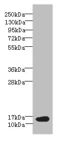 BATF Antibody - Western blot All lanes: BATF antibody at 6µg/ml + NIH/3T3 whole cell lysate Secondary Goat polyclonal to rabbit IgG at 1/10000 dilution Predicted band size: 14 kDa Observed band size: 14 kDa