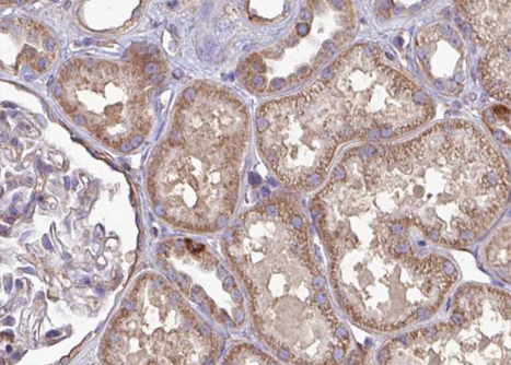 BATF Antibody - 1:100 staining human kidney tissue by IHC-P. The tissue was formaldehyde fixed and a heat mediated antigen retrieval step in citrate buffer was performed. The tissue was then blocked and incubated with the antibody for 1.5 hours at 22°C. An HRP conjugated goat anti-rabbit antibody was used as the secondary.