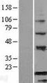 BATF Protein - Western validation with an anti-DDK antibody * L: Control HEK293 lysate R: Over-expression lysate