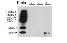 BATF2 / SARI Antibody - BATF2 Antibody in Mouse Macrophages cells using Western Blot. lysate.  This image was taken for the unconjugated form of this product. Other forms have not been tested.