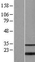 BATF2 / SARI Protein - Western validation with an anti-DDK antibody * L: Control HEK293 lysate R: Over-expression lysate