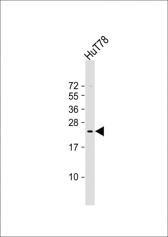 BATF3 Antibody - Anti-BATF3 Antibody (Center) at 1:2000 dilution + HuT78 whole cell lysate Lysates/proteins at 20 ug per lane. Secondary Goat Anti-Rabbit IgG, (H+L), Peroxidase conjugated at 1:10000 dilution. Predicted band size: 14 kDa. Blocking/Dilution buffer: 5% NFDM/TBST.