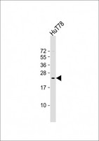 BATF3 Antibody - Anti-BATF3 Antibody (Center) at 1:2000 dilution + HuT78 whole cell lysate Lysates/proteins at 20 ug per lane. Secondary Goat Anti-Rabbit IgG, (H+L), Peroxidase conjugated at 1:10000 dilution. Predicted band size: 14 kDa. Blocking/Dilution buffer: 5% NFDM/TBST.