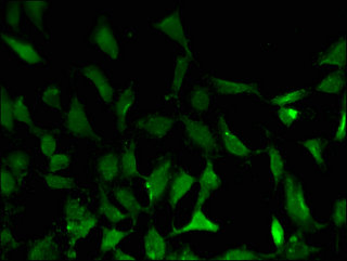 BATF3 Antibody - Immunofluorescent analysis of Hela cells using BATF3 Antibody at a dilution of 1:100 and Alexa Fluor 488-congugated AffiniPure Goat Anti-Rabbit IgG(H+L)