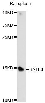 BATF3 Antibody - Western blot analysis of extracts of rat spleen, using BATF3 antibody at 1:1000 dilution. The secondary antibody used was an HRP Goat Anti-Rabbit IgG (H+L) at 1:10000 dilution. Lysates were loaded 25ug per lane and 3% nonfat dry milk in TBST was used for blocking. An ECL Kit was used for detection and the exposure time was 30s.