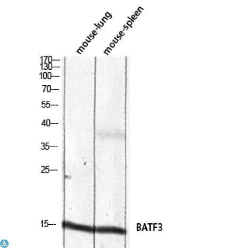 BATF3 Antibody - Western Blot (WB) analysis of Mouse Lung Mouse Spleen lysis using BATF3 antibody.