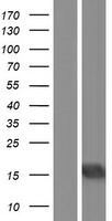 BATF3 Protein - Western validation with an anti-DDK antibody * L: Control HEK293 lysate R: Over-expression lysate